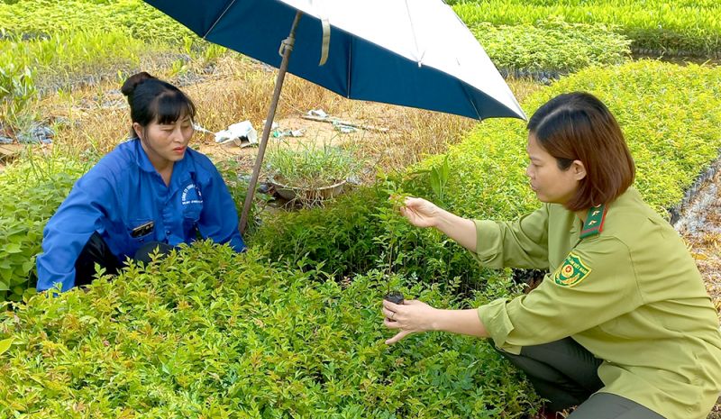 Chuyển hóa rừng gỗ lớn - Triển vọng phát triển kinh tế bền vững - Kỳ II: Để nâng cao giá trị trồng rừng