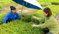 Chuyển hóa rừng gỗ lớn - Triển vọng phát triển kinh tế bền vững - Kỳ II: Để nâng cao giá trị trồng rừng