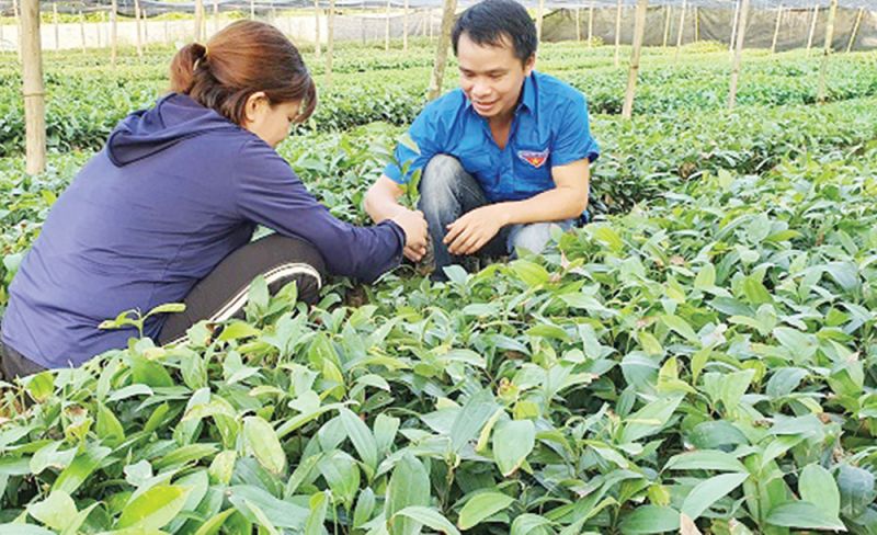 Yên Lập: Tập trung phát triển cây gỗ lớn, cây dược liệu